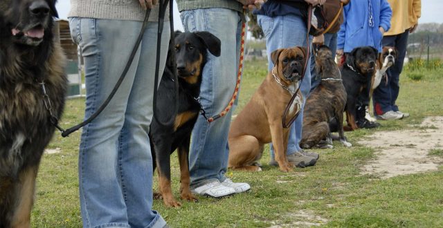 Hundeschule freising grundkurs